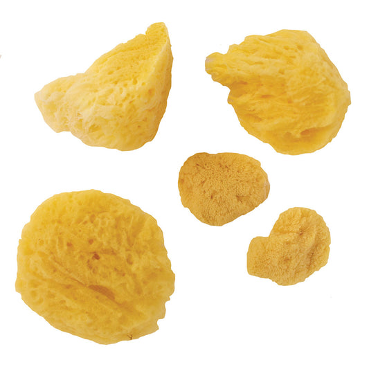 Artists' Natural Sponge Mixed Pack